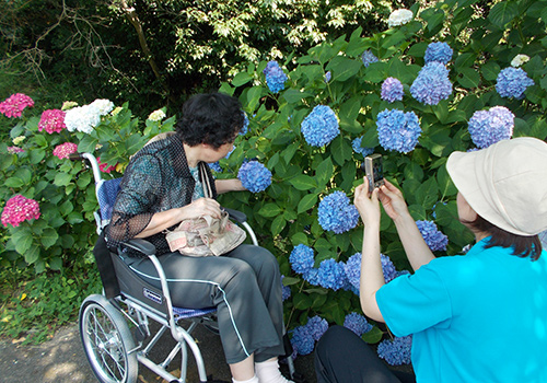 あじさい鑑賞